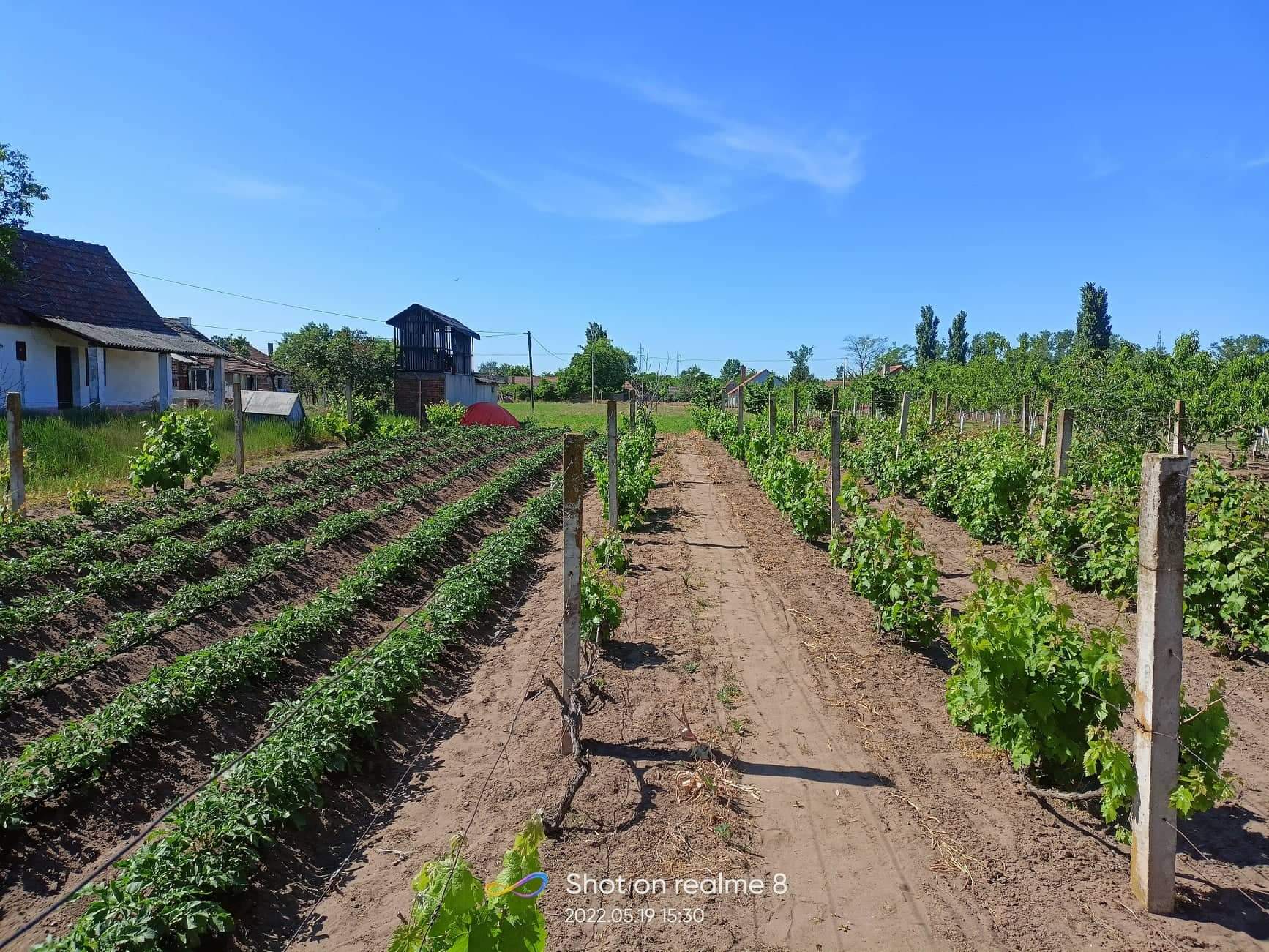 Kuca vikendica u Kikindi 3