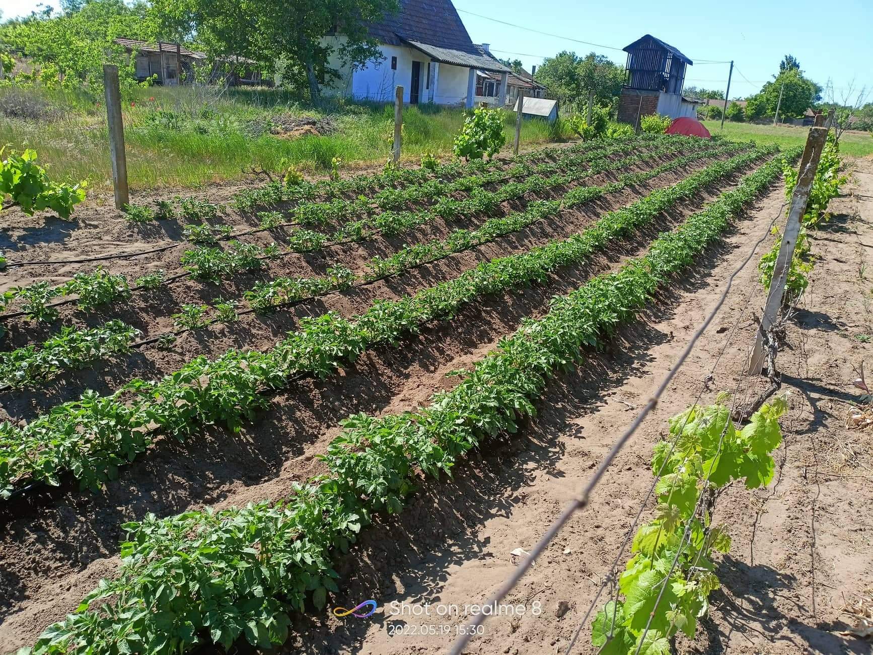 Kuca vikendica u Kikindi 4