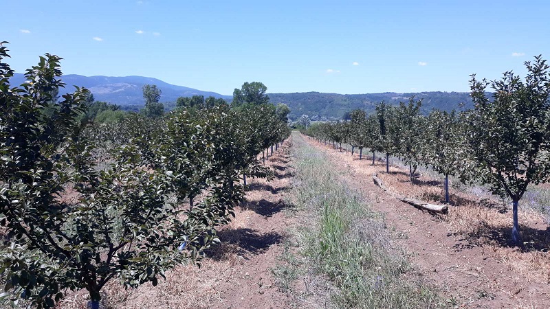 Poljoprivredno zemljiste sa vocnjakom 1