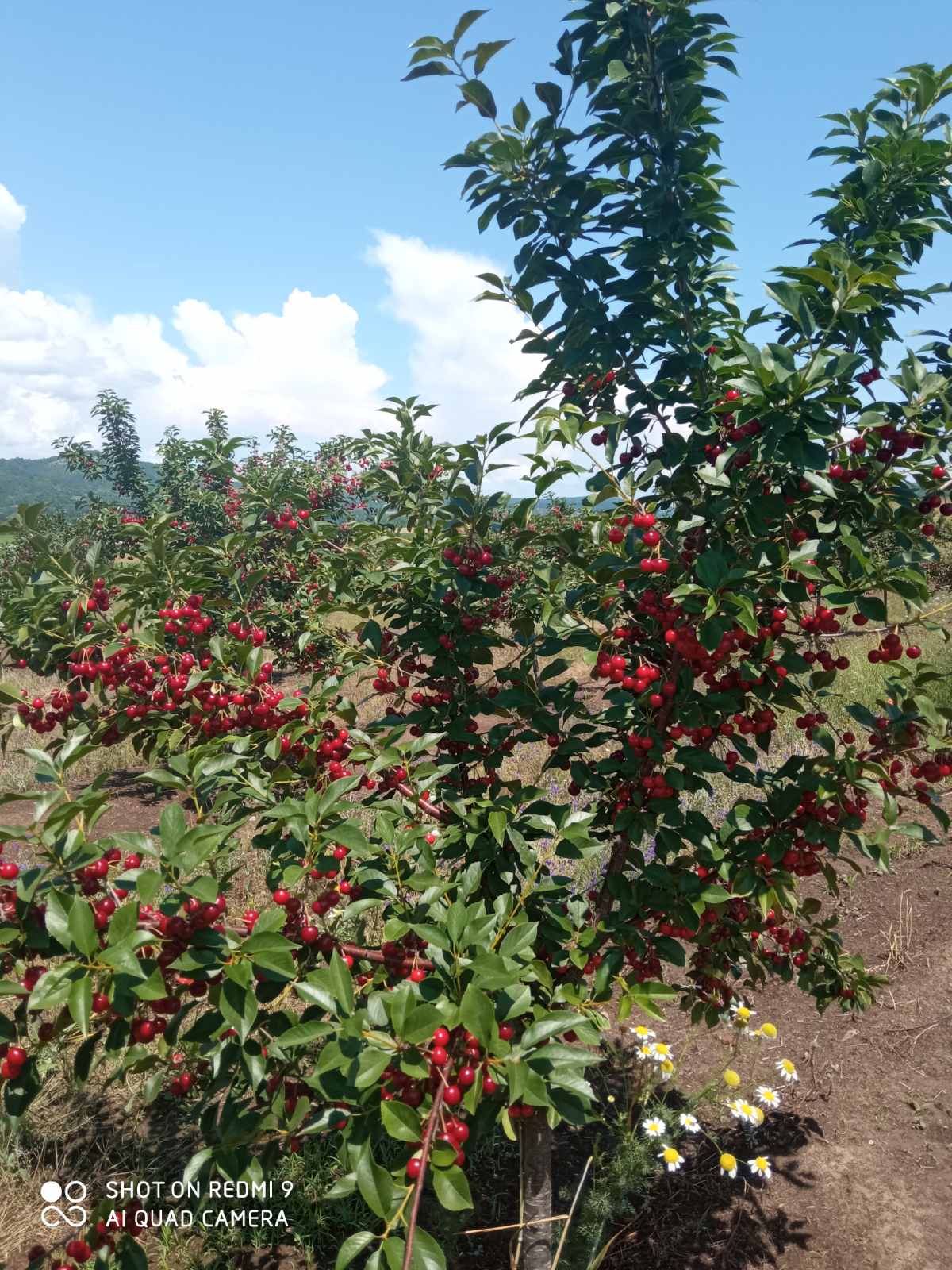 Poljoprivredno zemljiste sa vocnjakom 4