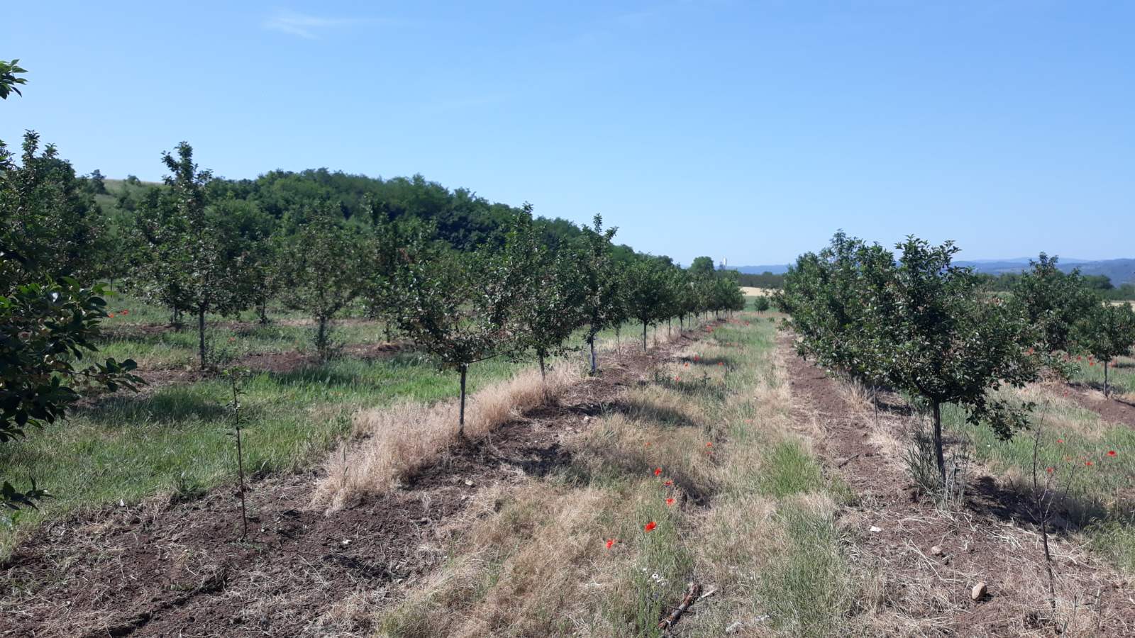 Poljoprivredno zemljiste sa vocnjakom 5