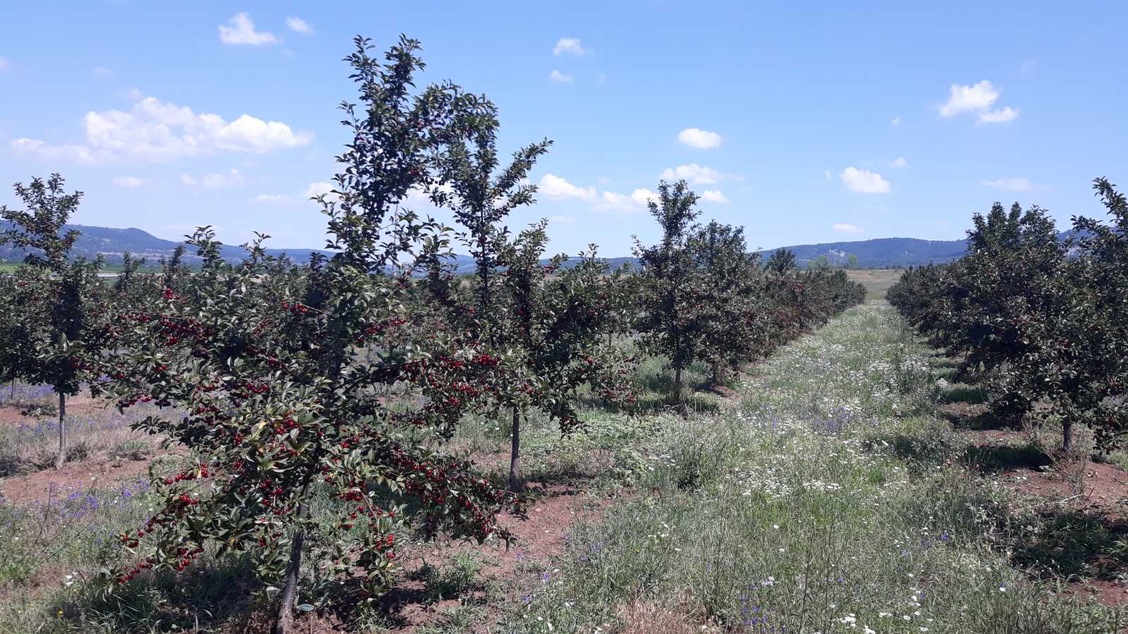 Poljoprivredno zemljiste sa vocnjakom 2