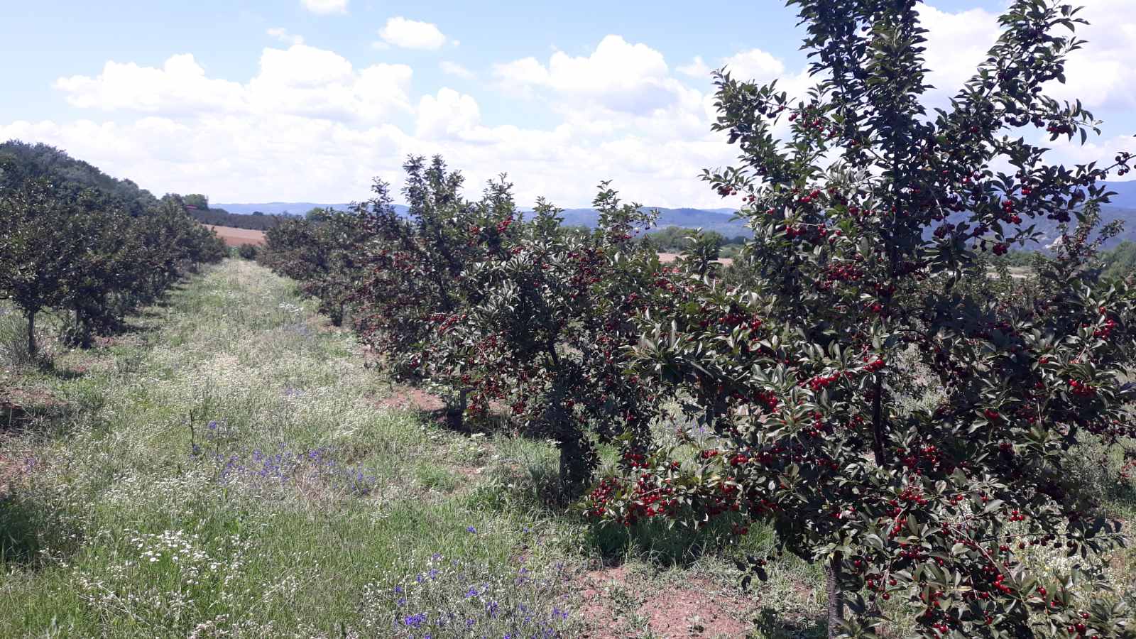 Poljoprivredno zemljiste sa vocnjakom 3