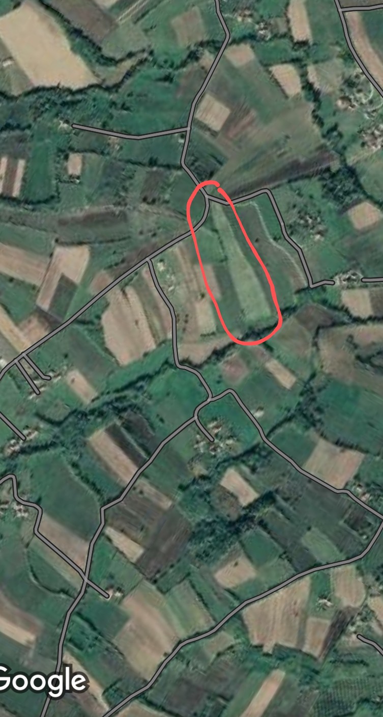 Na prodaju zasad lesnika povrsine 2ha 1