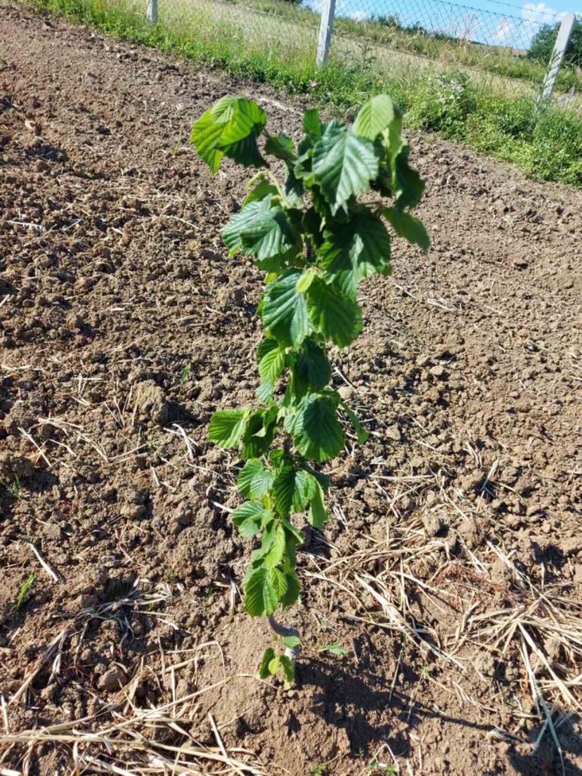 Na prodaju zasad lesnika povrsine 2ha 4
