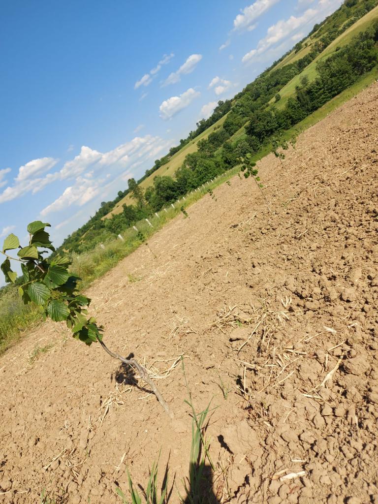 Na prodaju zasad lesnika povrsine 2ha 3