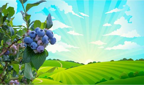 Plantaža Kosmajskih plavih dijamanata 1