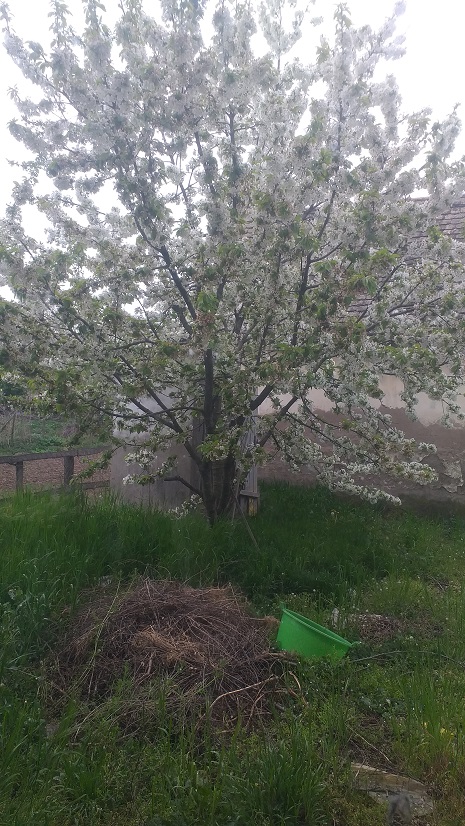 Kuca u srcu Obedske bare 5