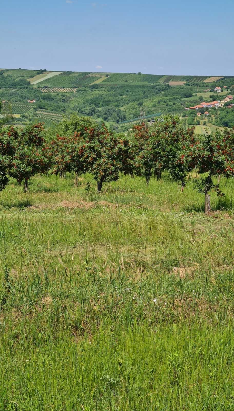 Plac Blaznava Topola 4