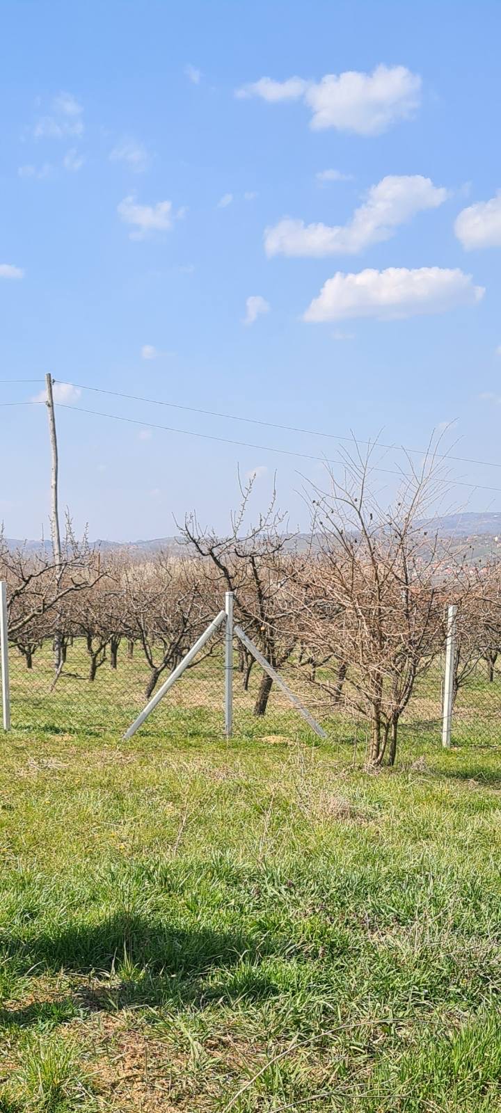 Plac Blaznava Topola 5