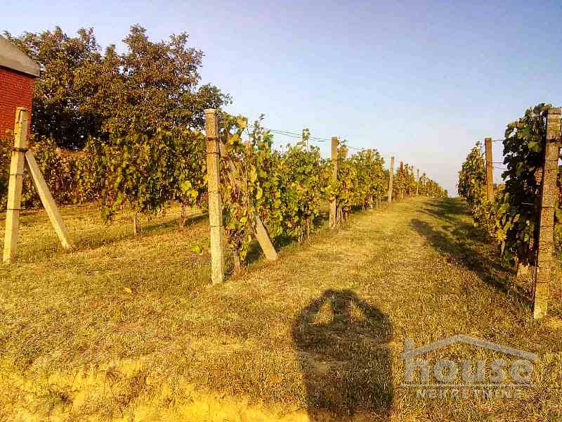 Plac,RAKOVAC,SALAKSIJE2139m2,  51500€ , ID: 7080839 7