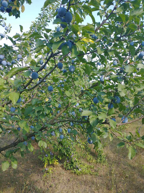 Kuca letnjikovac Obrenovac Stubline 5