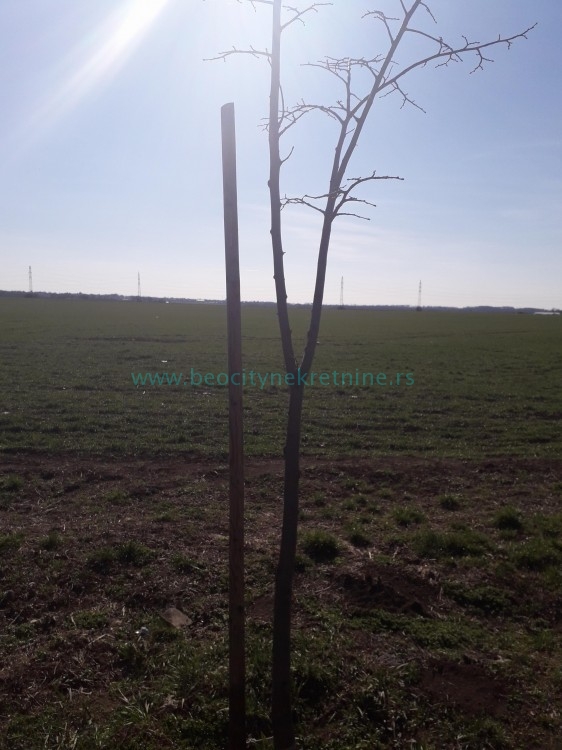 Plac, Plavi horizonti, Jovana Boškovića ID: 39935 4