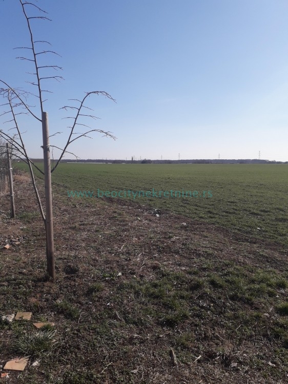 Plac, Plavi horizonti, Jovana Boškovića ID: 39935 5