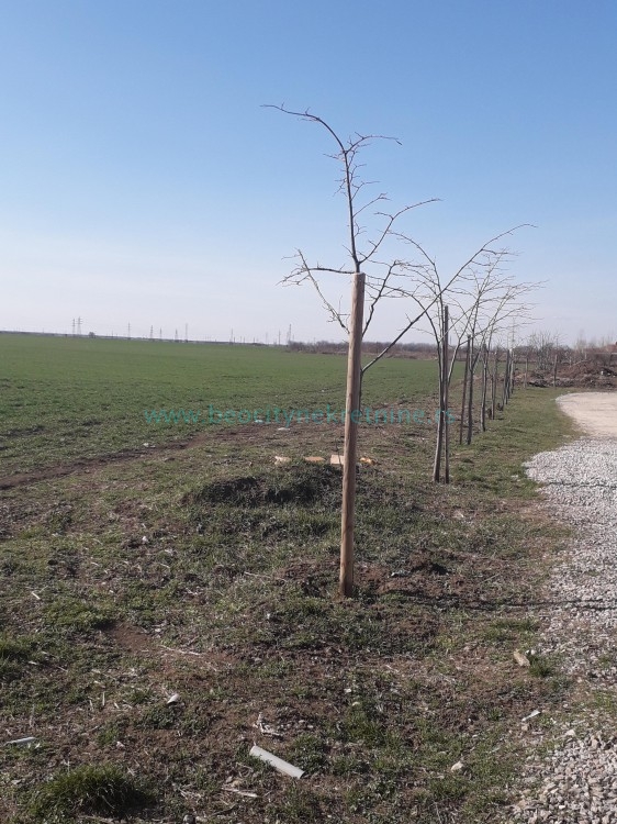 Plac, Plavi horizonti, Jovana Boškovića ID: 39935 1