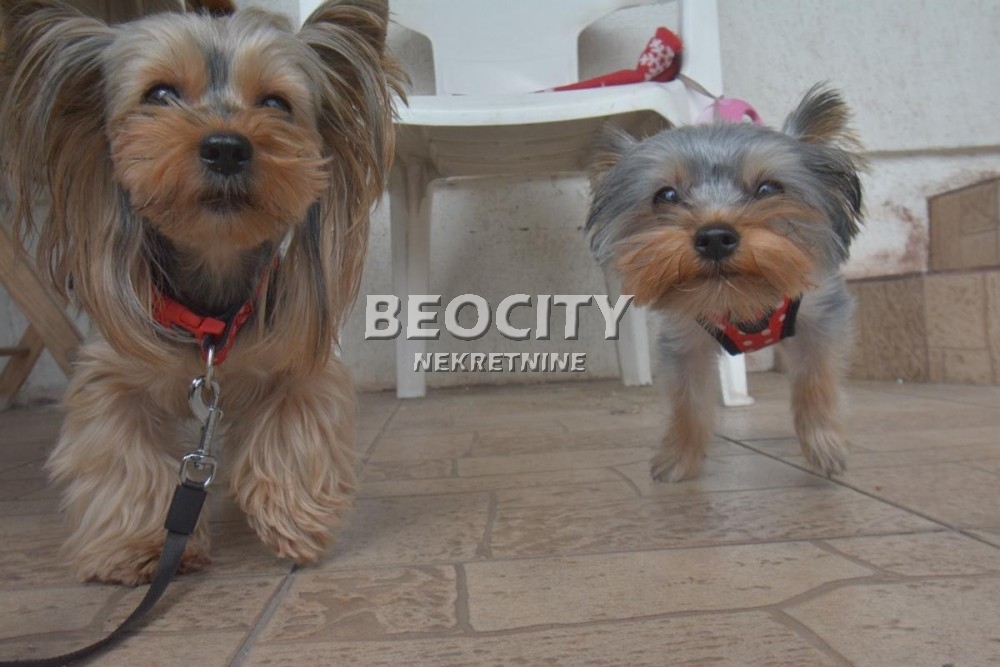 Trosobna kuća, 180 m2, Vojni put, Mačvanska ID: 97455 18