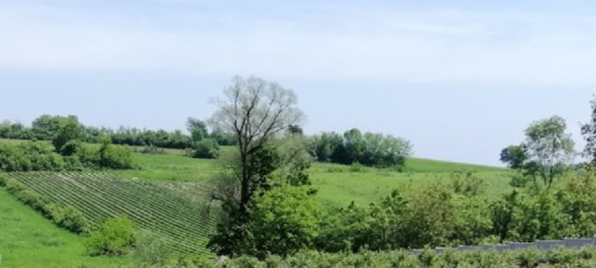 Prodajem 253ari obradive zemlje u blizini Smederevske Palanke 2