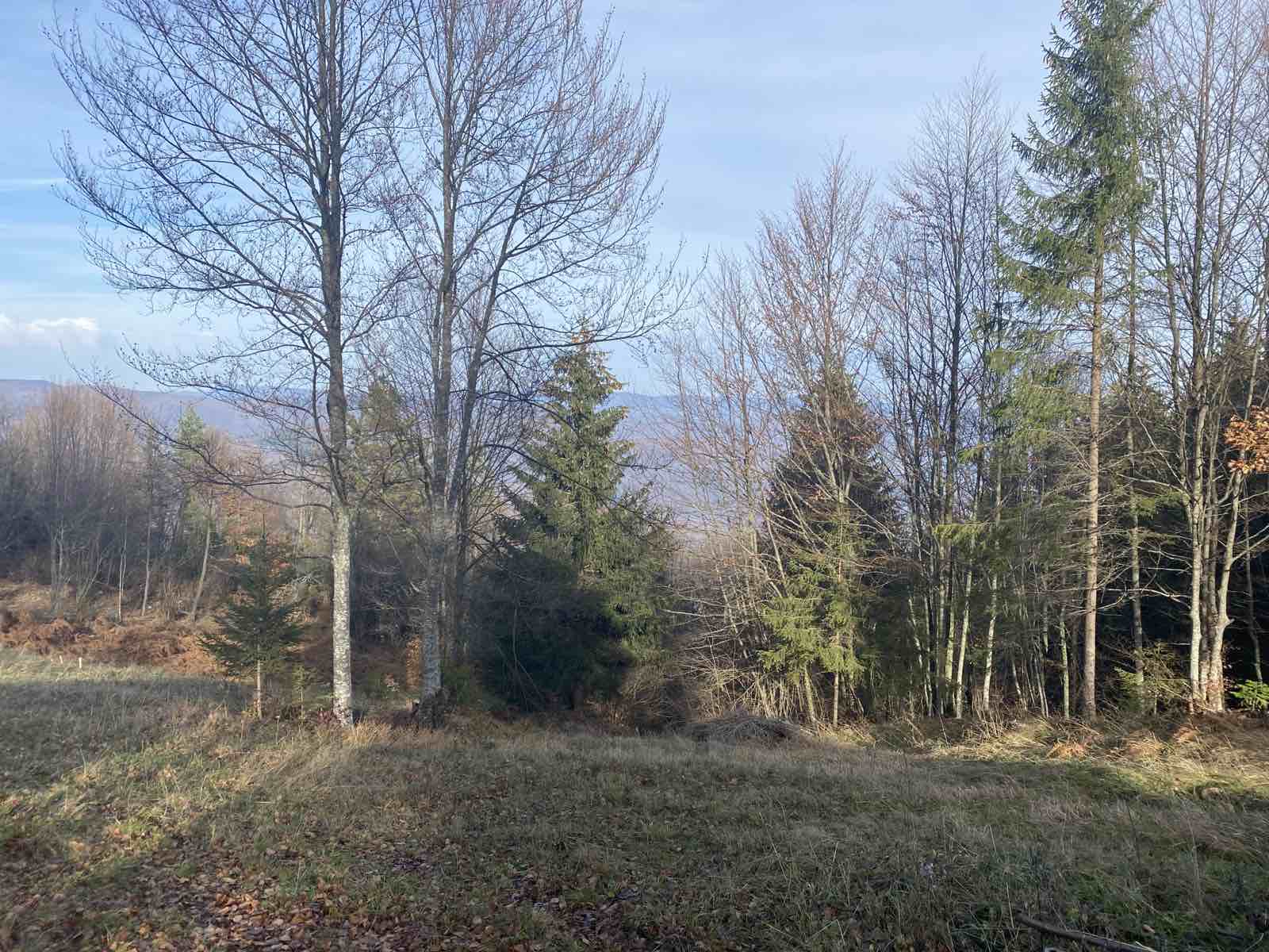 Plac na planini Tara Oslusa 4