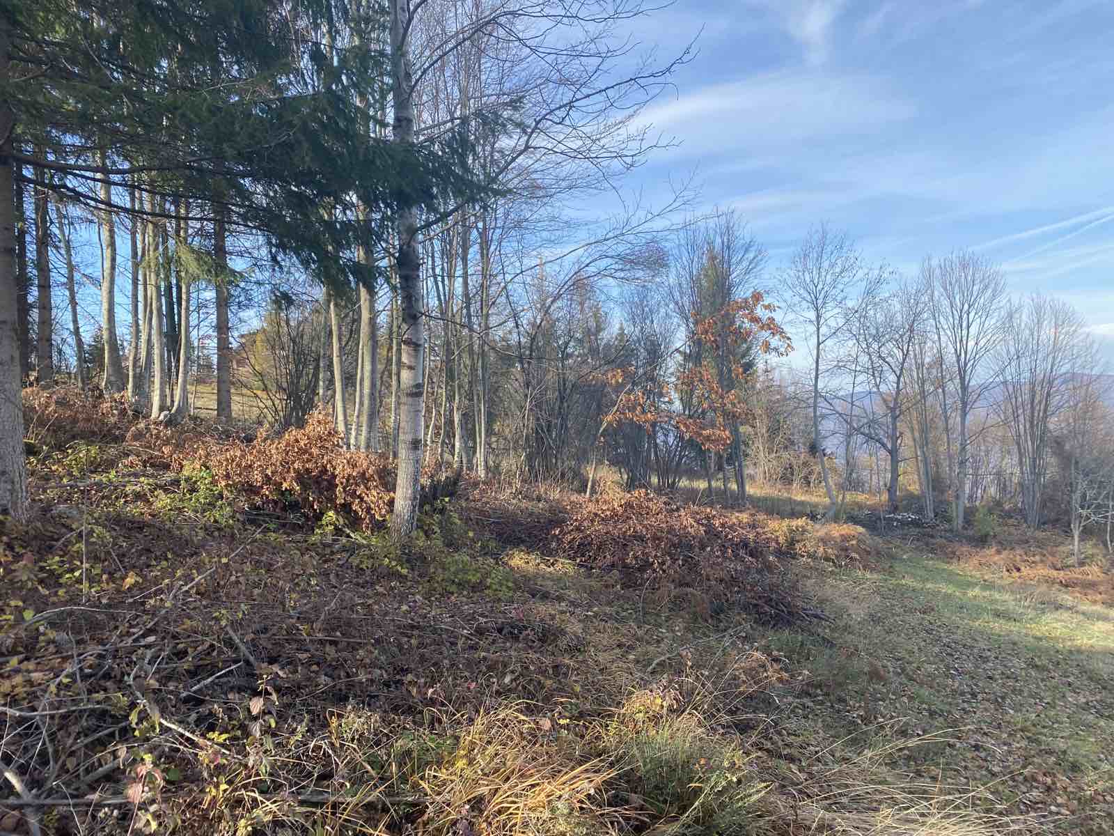 Plac na planini Tara Oslusa 5