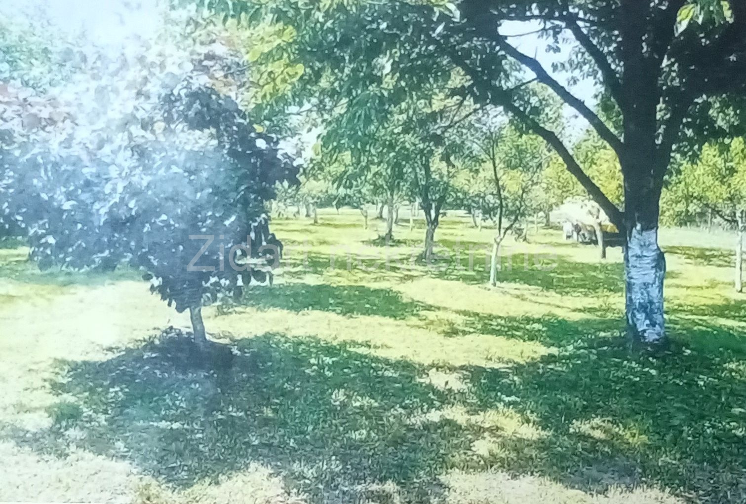 Belegiš, Vinogradska, kuća 89m2, plac 10 ari 4
