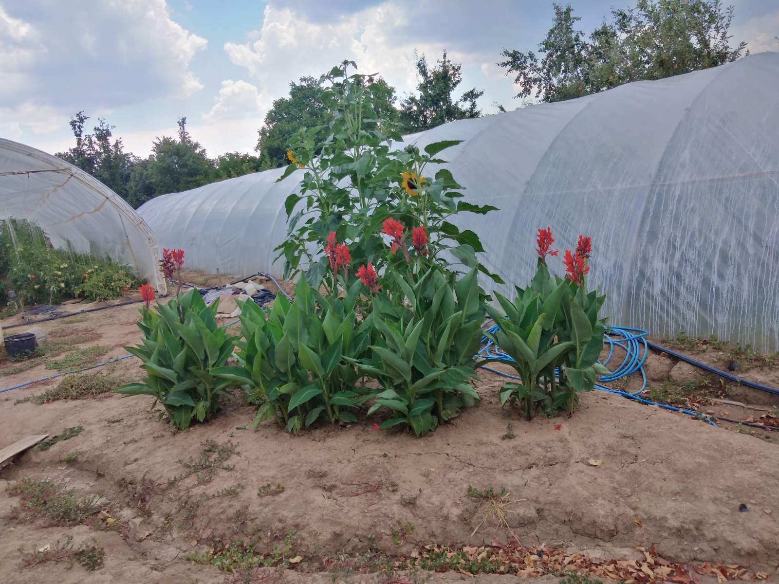 Prodajem kucu sa poslovnim prostorom 5