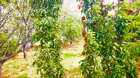 Prodajem plac u sirem centru Smedereva 2