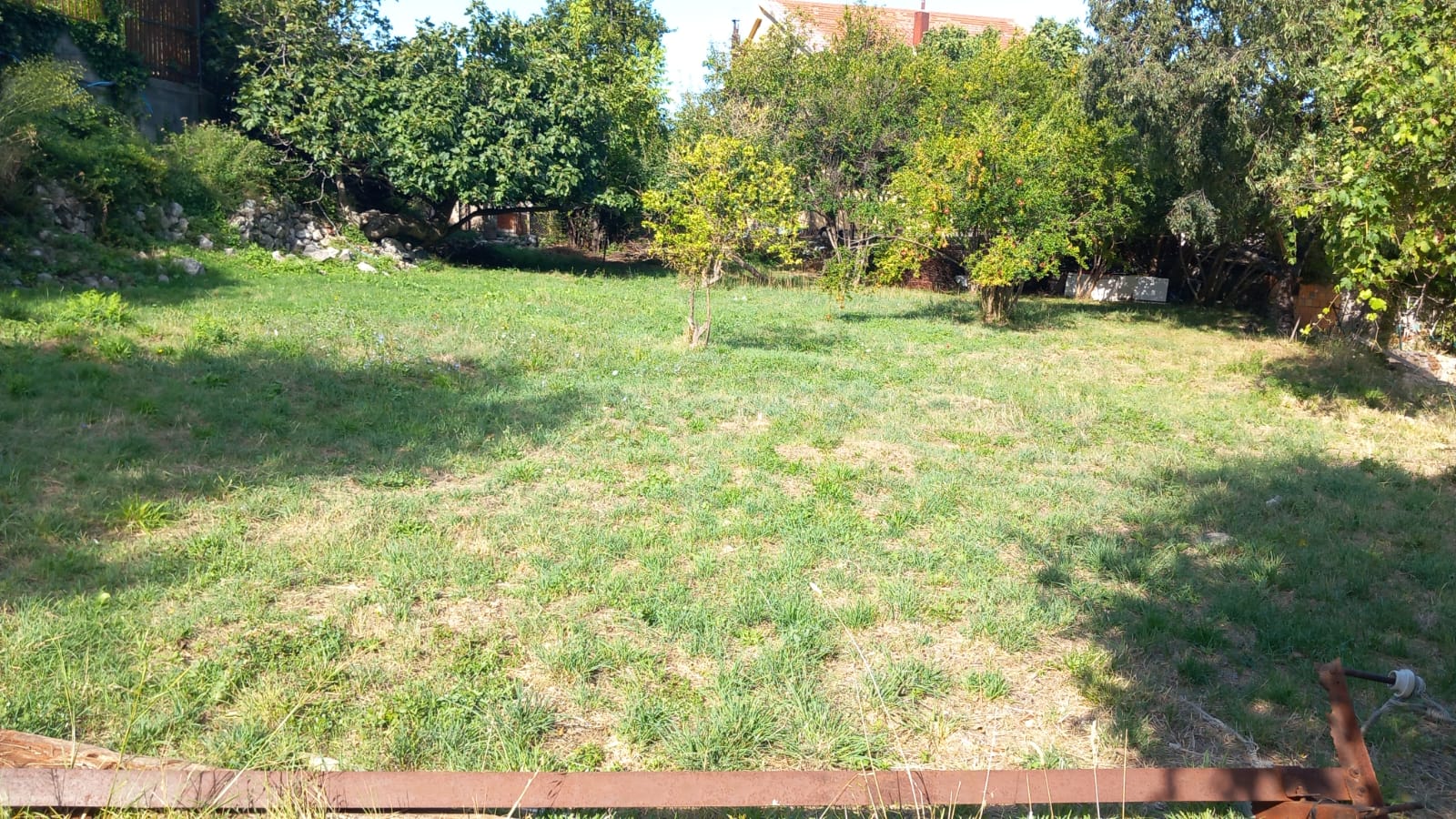 Bar  maslinjak  hitna prodaja  snižena cijena 2