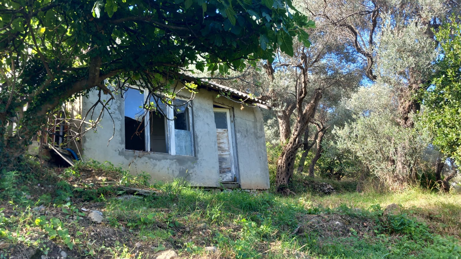 Bar  maslinjak  hitna prodaja  snižena cijena 3