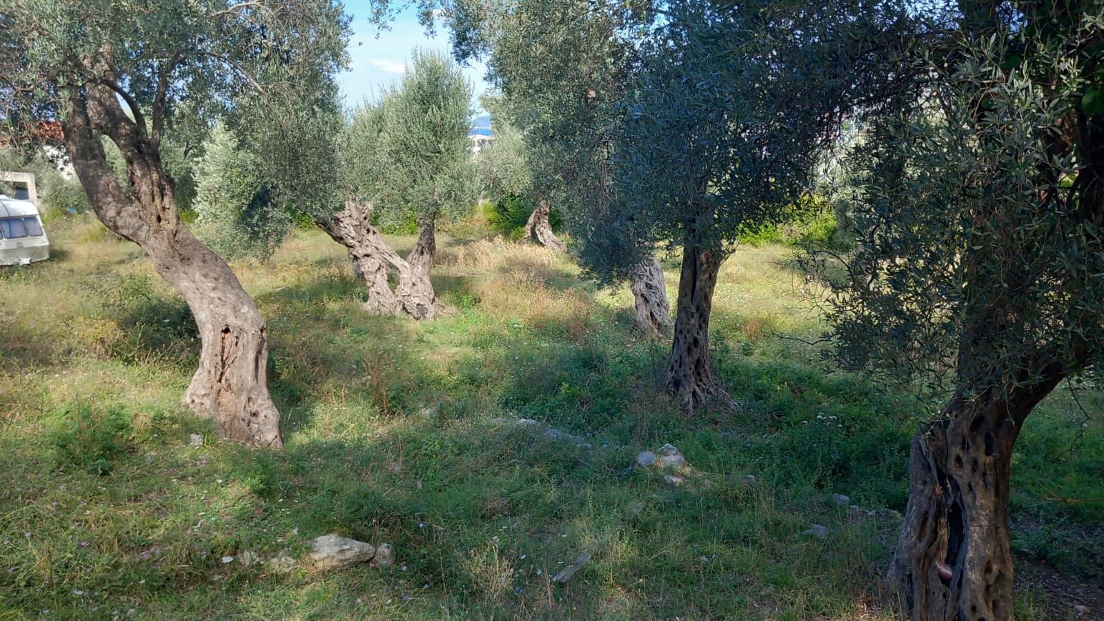 Bar  maslinjak  hitna prodaja  snižena cijena 4