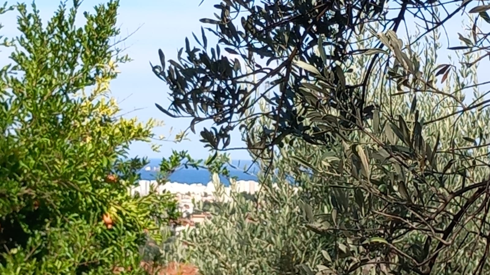 Bar  maslinjak  hitna prodaja  snižena cijena 5