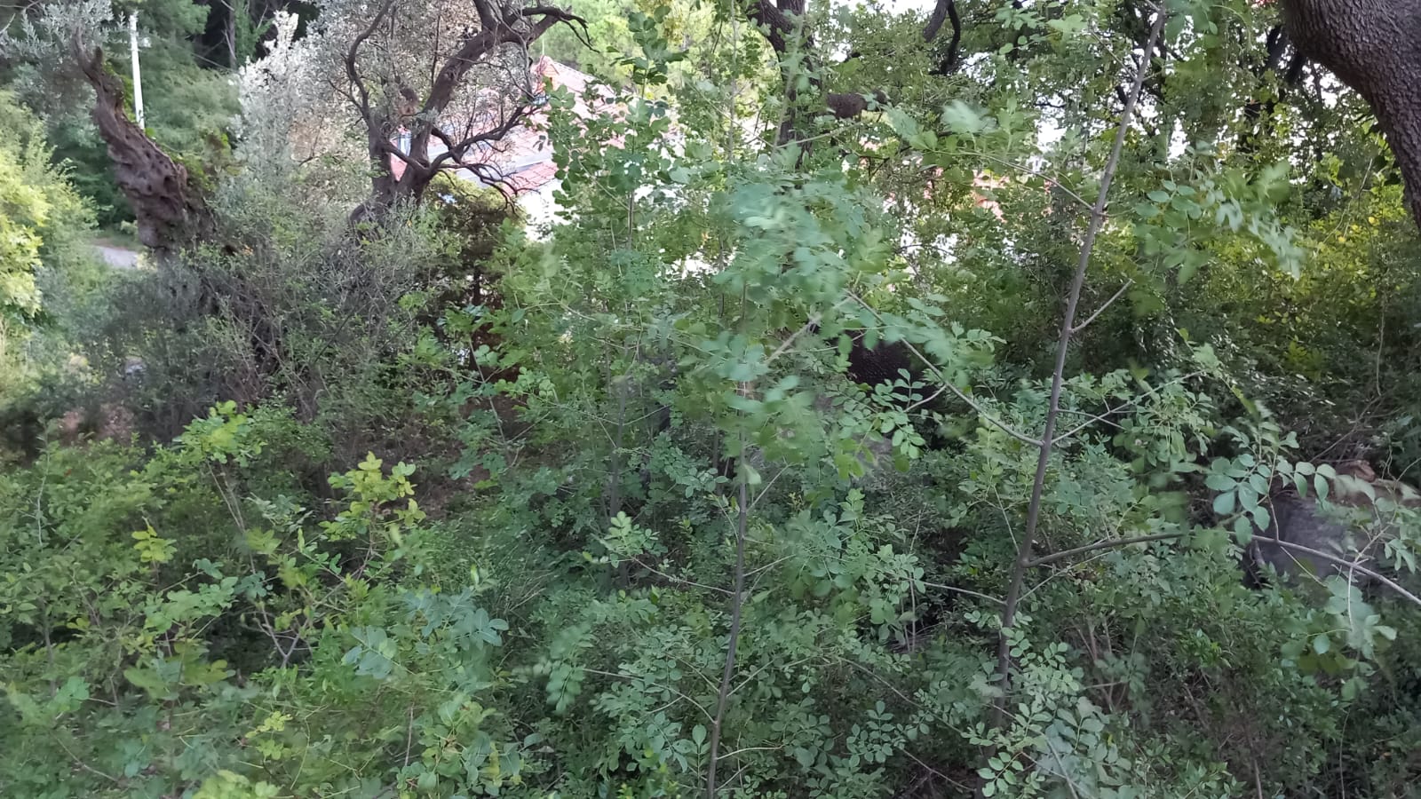 Sutomore  plac sa pogledom  povoljno 5