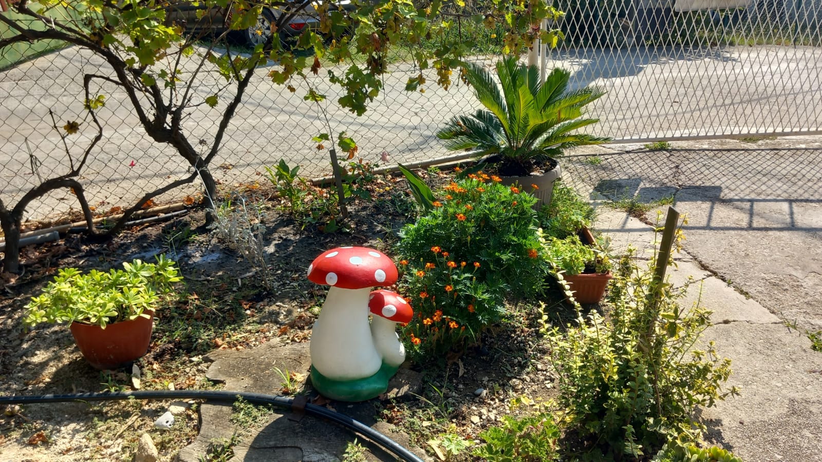 Sutomore  vikendica u blizini plaže 4