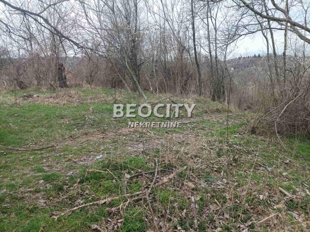 Plac, Sopot, Koviona Trešnja ID: 102406 2