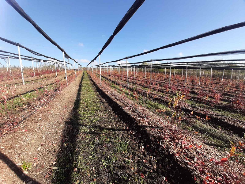 Na prodaju zasad borovnice 2