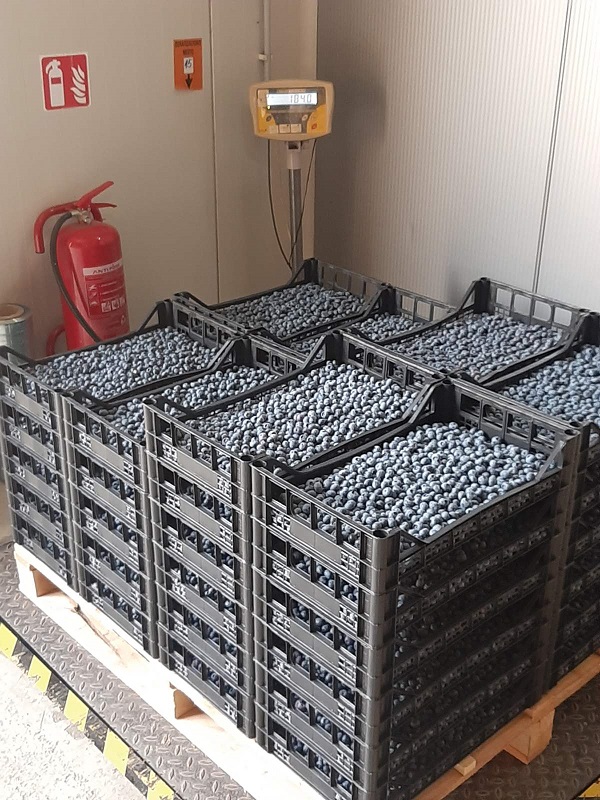 Na prodaju zasad borovnice 5