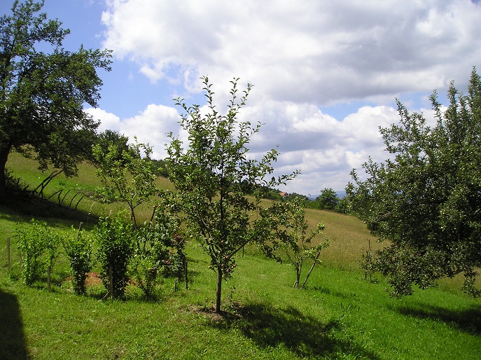 Zlatibor plac na prodaju 2