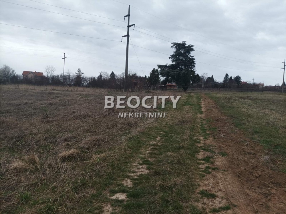 Plac, Sopot, Koviona Trešnja ID: 102408 2