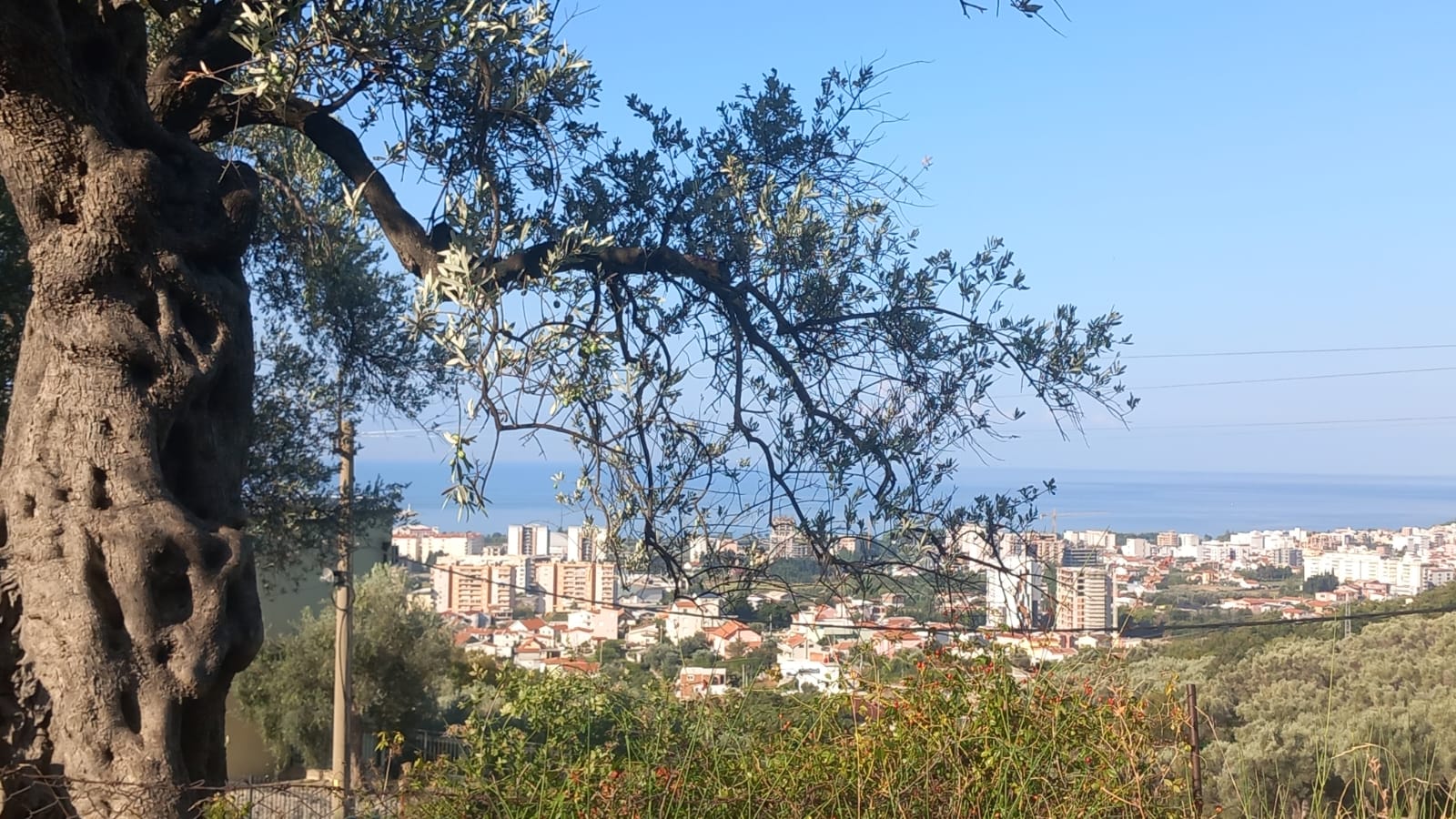 Bar  Sustaš  maslinjak sa pogledom 1