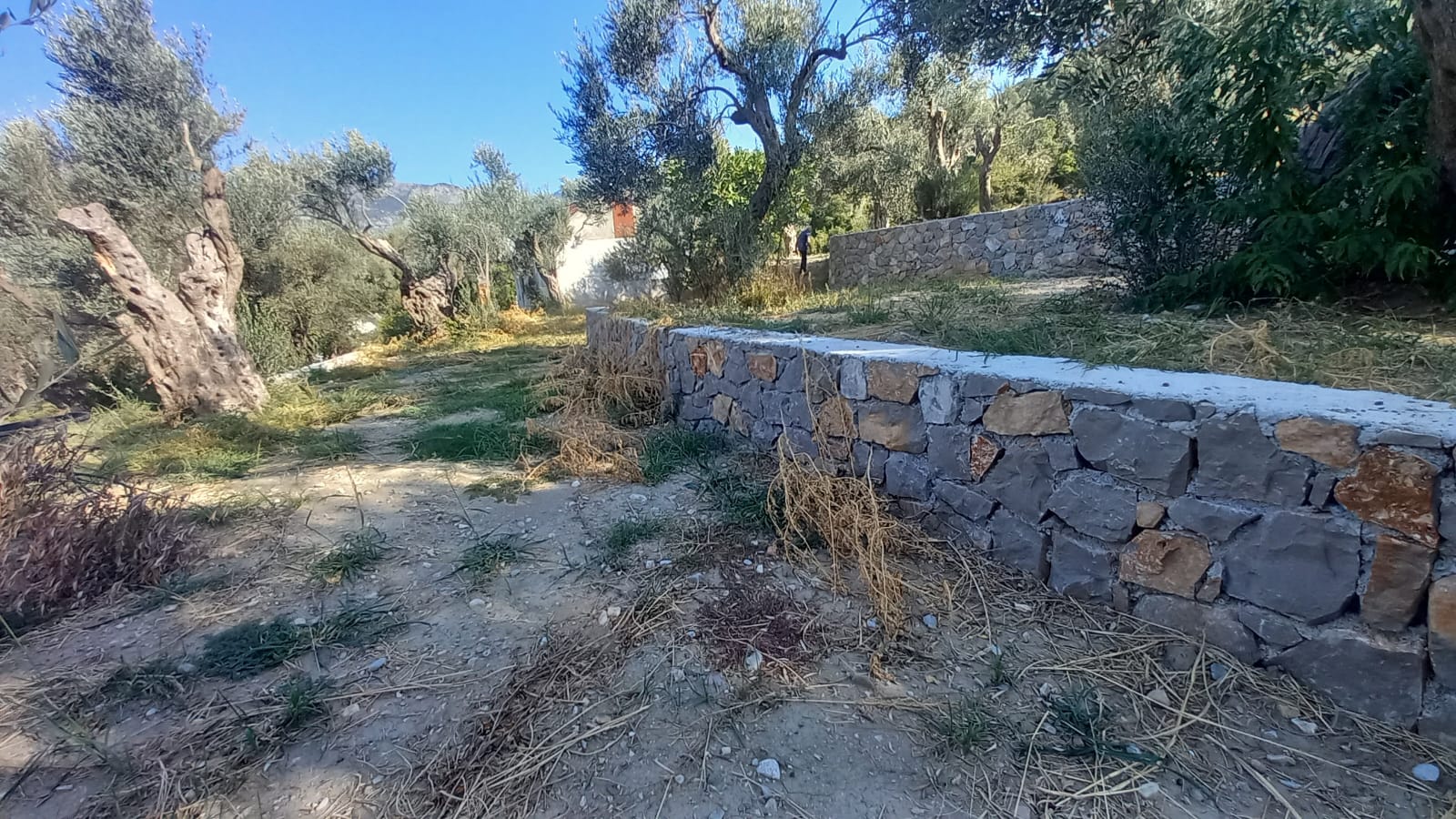 Bar  Sustaš  maslinjak sa pogledom 4