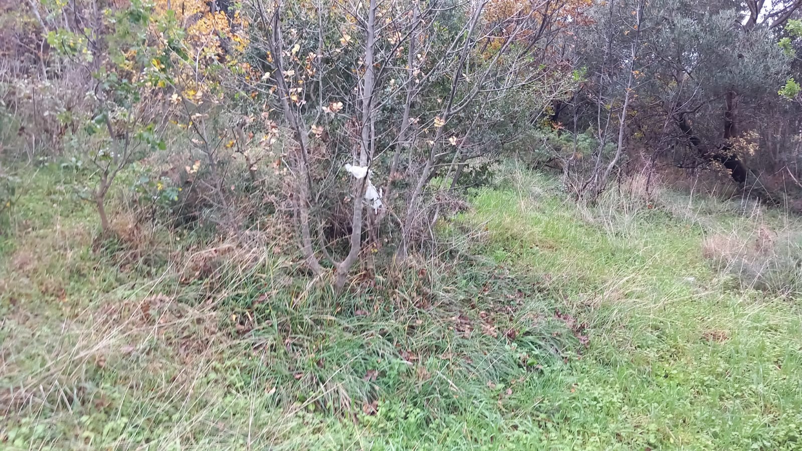 Sutomore  odličan plac  ispod ceste  povoljno 3