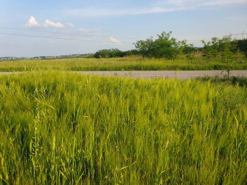 Prodajem plac 101 ar u Velikoj Moštanici opština Čukarica 15min od Beograda 2