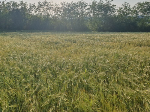 Prodajem plac 101 ar u Velikoj Moštanici opština Čukarica 15min od Beograda 4