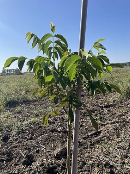 Zasad Cendler oraha 7ha 1