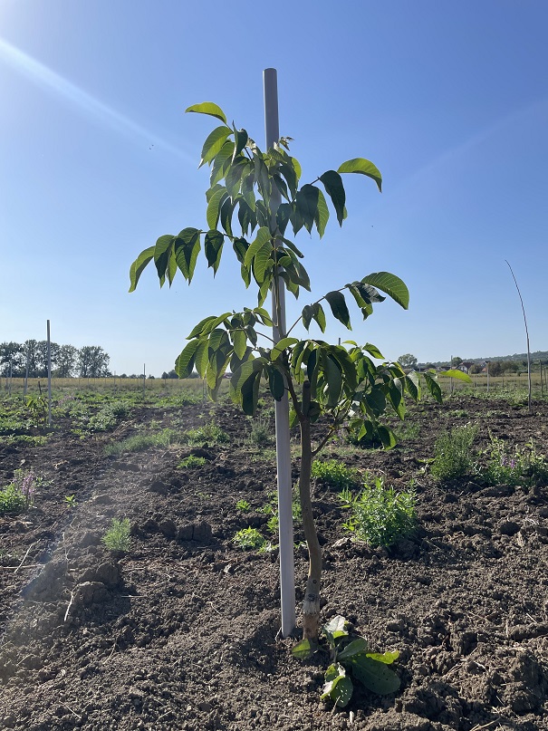 Zasad Cendler oraha 7ha 2