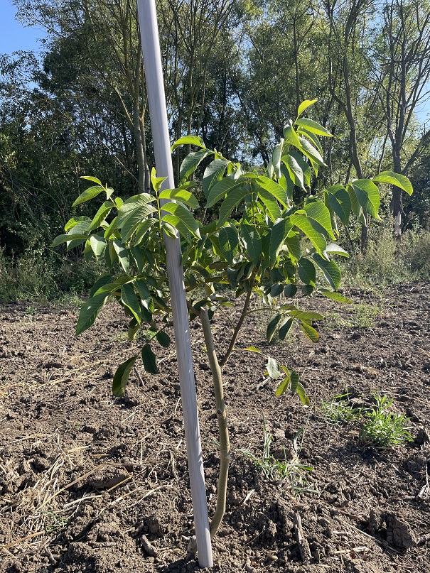 Zasad Cendler oraha 7ha 3