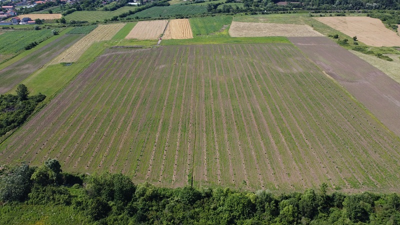 Zasad Cendler oraha 7ha 4