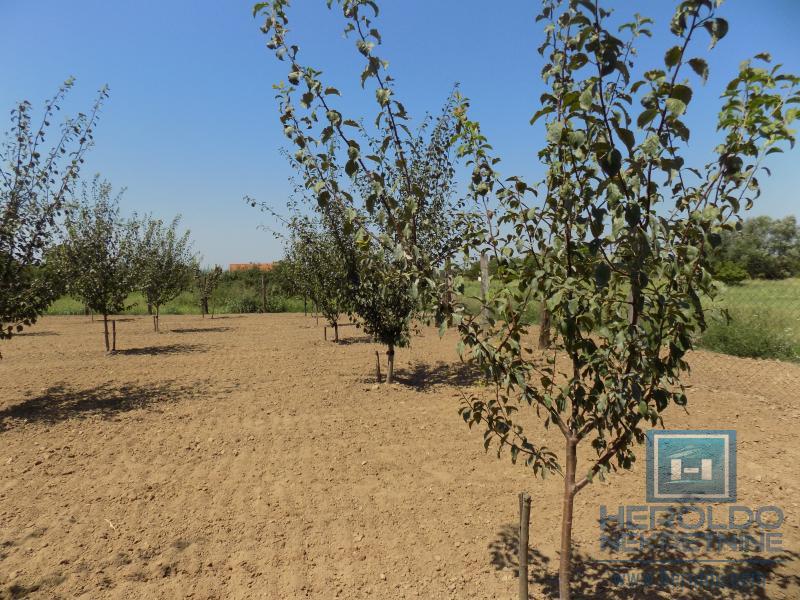 Kompletno imanje sa dve kuće, voćnjakom i pomoćnim objektima – sve na jednom mestu! 15