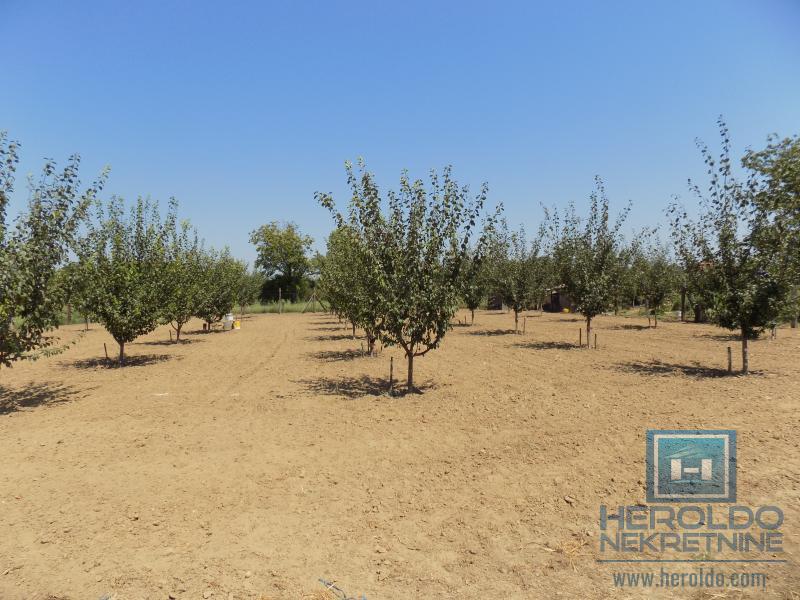 Kompletno imanje sa dve kuće, voćnjakom i pomoćnim objektima – sve na jednom mestu! 19