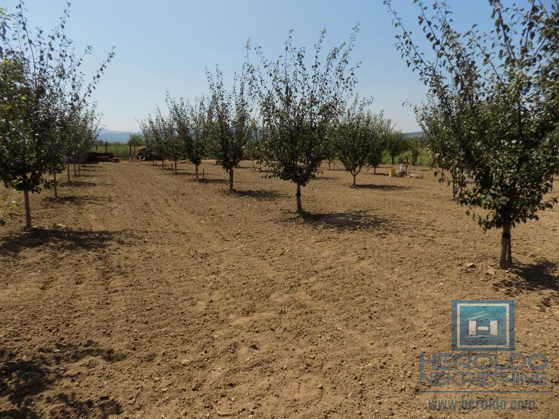 Kompletno imanje sa dve kuće, voćnjakom i pomoćnim objektima – sve na jednom mestu! 20