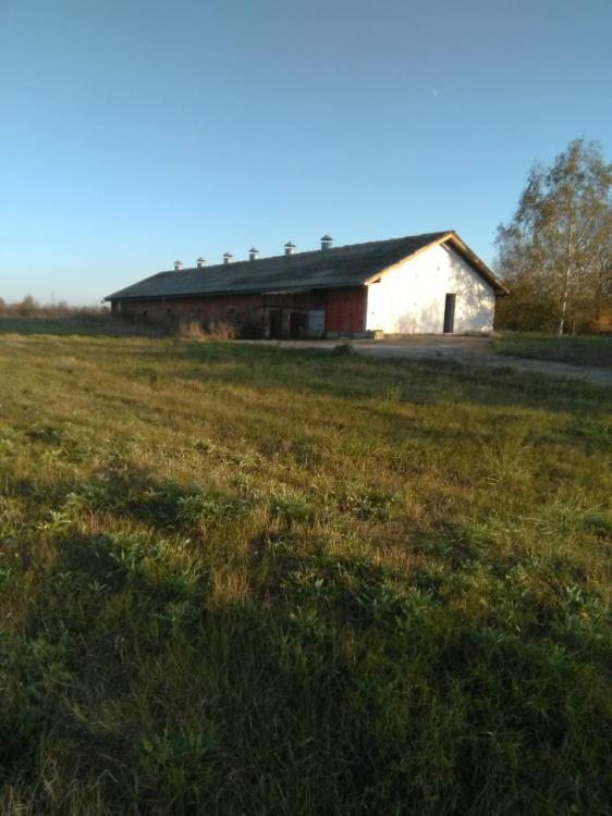 Farma za proizvodnju konzumnih jaja u blizini Despotovca 1